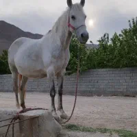 مادیان شجره برفین|اسب و تجهیزات اسب‌سواری|ابریشم, |دیوار