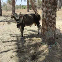 ن گاب چاق