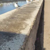 اجاره-کارگاه-واقع-در-شهرک-صنعتی-بزرگ-شیراز