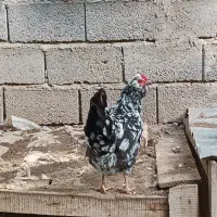 ۳ عدد مرغ گلین لری تخم گذار