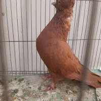 چتری و رواعب|پرنده|قم, حنیف نژاد|دیوار