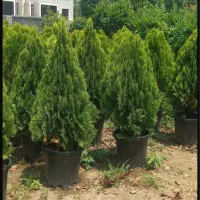طراحی واجری فضای سبز خودرابه مابسپارید|خدمات باغبانی و درختکاری|گرمدره, |دیوار