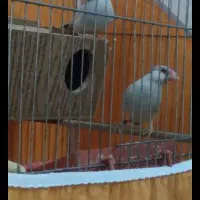 فنچ نرگسی سیلور