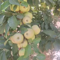 سیب درختی