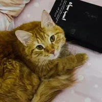 گربه ی نارنجی شیطون و مهربون