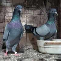 کبوتر پاکستانی