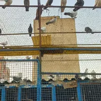 کفتر جوجه خوب به شرط پرش|پرنده|تهران, بازار|دیوار