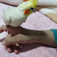 عروس هلندی نازار