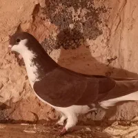 گمشده کبووتر