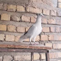 کبوتر|پرنده|شیراز, گلشن|دیوار