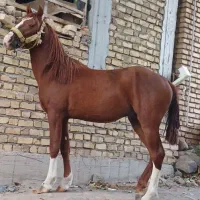 اسب عرب|اسب و تجهیزات اسب‌سواری|کرمان, |دیوار