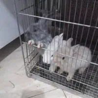 بجه  خرگوش|موش و خرگوش|گلبهار, شهر جدید گلبهار|دیوار