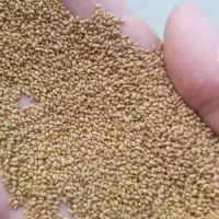 بزر یونجه به صورت عمده و خرده