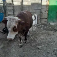 گوساله سمیتال‌اصل.به‌فروش‌می‌رسد|حیوانات مزرعه|بانه, |دیوار