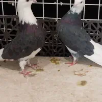 کفتر پرشتی کله زرد ، شازده|پرنده|تهران, وحیدیه|دیوار