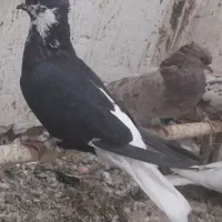 کفتر رنگی|پرنده|قم, جمکران|دیوار