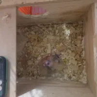 طوطی عروس هلندی جفت جوجه زا|پرنده|رشت, دیانتی|دیوار