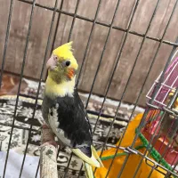 عروس  هلندی|پرنده|کلاچای, |دیوار