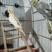 سه جفت عروسی هلندی