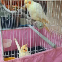 عروس‌هلندی