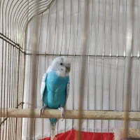 جفت مرغ عشق خوشرنگ