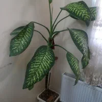 فروش گل|گل و گیاه طبیعی|بومهن, |دیوار