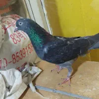 کبوتر زاغ انگلیسی ماده. پرشی.شب گرفتم