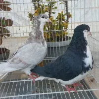 ساده کاکلی|پرنده|بجنورد, |دیوار