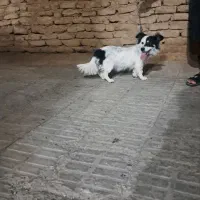 سگ پا کوتاه فروشی