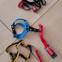 قلاده سگ|لوازم جانبی حیوانات|ایلام, |دیوار