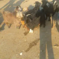 بزغاله قوربانی