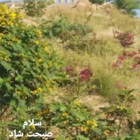 کسی فردا تهران نمیره مسافرم..