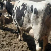 گاو شیری گوساله