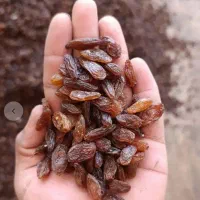 پخش کشمش خرما