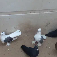 دوکت بوشهری گناوه