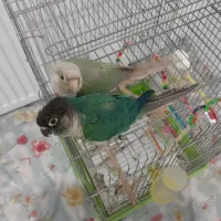 گرینچیک نروماده|پرنده|زنجان, |دیوار