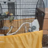 طوطی برزیلی|پرنده|تهران, گلستان (شهرک راه آهن)|دیوار