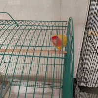 یک عدد طوطی برزیلی