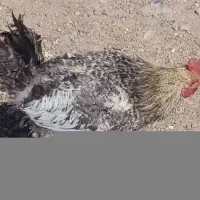 خروس برای سربری و نگهداری