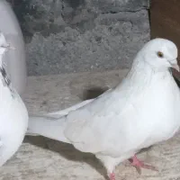 چند تا کبوتر پرشی