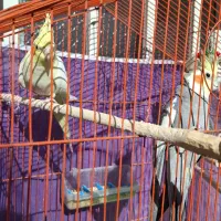 یک جفت عروس بالغ