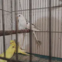 جوجه مرغ عشق آلبینو چشم شرابی|پرنده|اصفهان, شمس آباد|دیوار