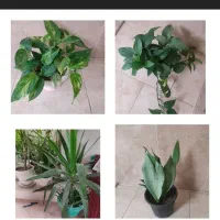 گل های زیبا آپارتمانی|گل و گیاه طبیعی|بسطام, |دیوار