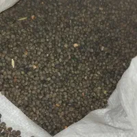 عدس|لوازم جانبی حیوانات|کبودرآهنگ, |دیوار