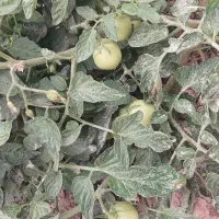 علف سبز و تازه