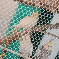 عروسی هلندی مولد به شرط