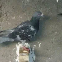 فروش یا معاوضه