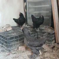 بوقلمون سیاه و مرغ مرندی کوکو وسیاه|حیوانات مزرعه|خوی, |دیوار