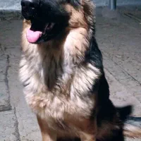 سگ ژرمن ماده  9ماه  باهوش