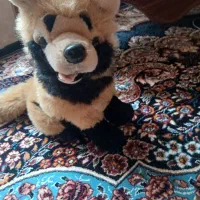 عروسک|اسباببازی بچه|تبریز, |دیوار